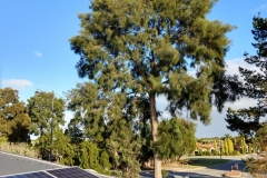 Pine Tree Near Solar Panels